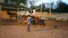 חוות הסוסים של בר 077-9966468